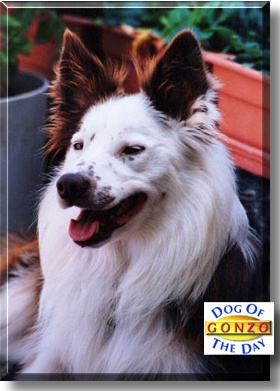 Gonzo, the Dog of the Day