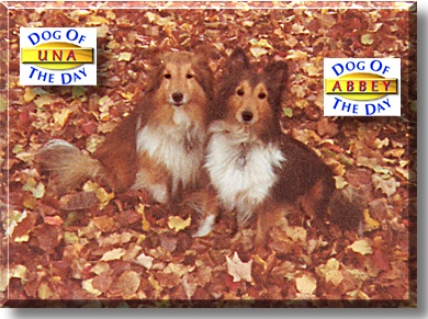 Una and Abby, the Dogs of the Day