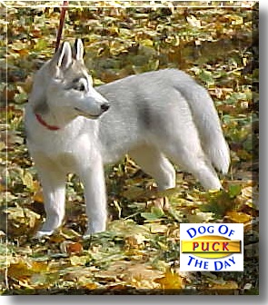Puck, the Dog of the Day