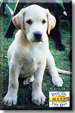 Maxx, the Dog of the Day