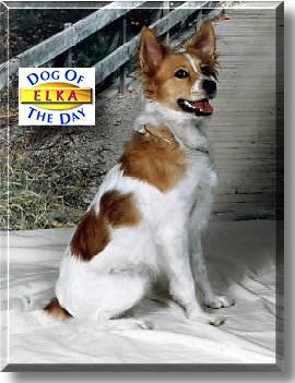 Elka, the Dog of the Day
