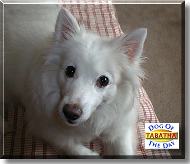 Tabatha, the Dog of the Day