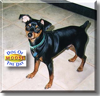 Moose, the Dog of the Day