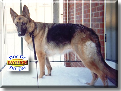 Kayleigh, the Dog of the Day