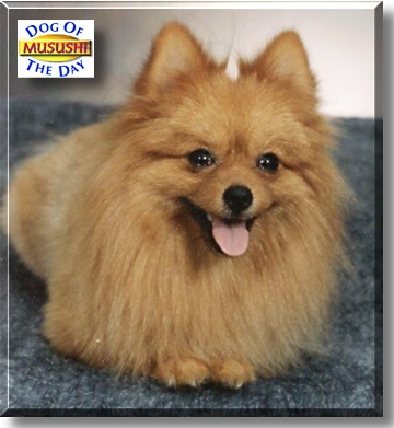 Musushi, the Dog of the Day