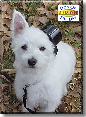 Simon, the Dog of the Day