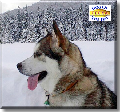Teeka, the Dog of the Day