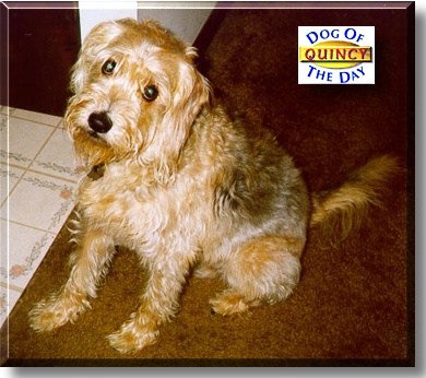 Quincy, the Dog of the Day