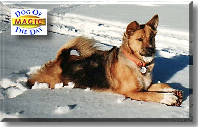 Magic, the Dog of the Day