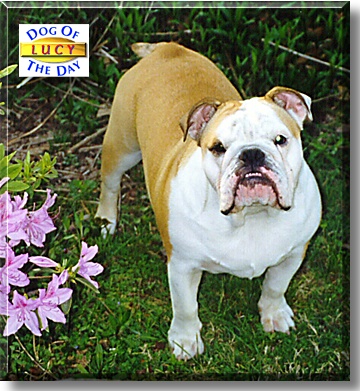 Lucy, the Dog of the Day