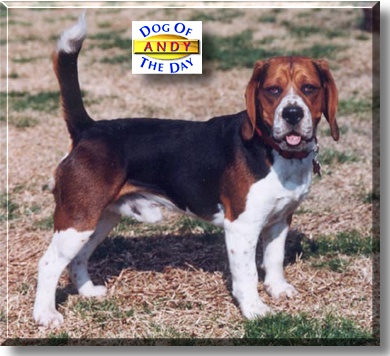 Andy, the Dog of the Day