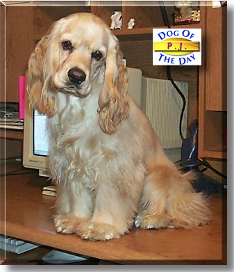 P.J., the Dog of the Day