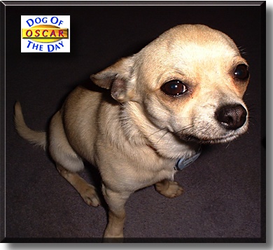 Oscar, the Dog of the Day