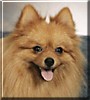 Musushi