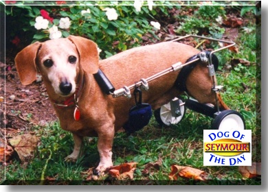 Seymour, the Dog of the Day