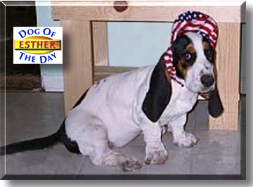 Esther, the Dog of the Day