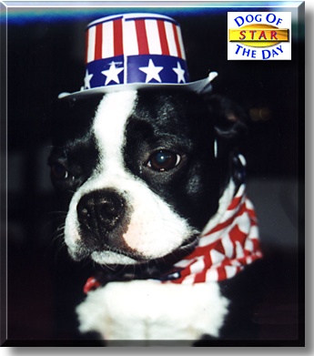 Star, the Dog of the Day