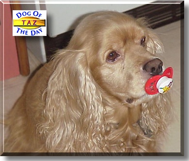 Taz, the Dog of the Day
