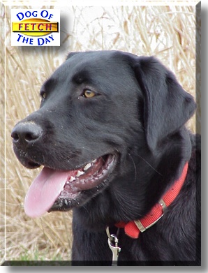 Fetch, the Dog of the Day