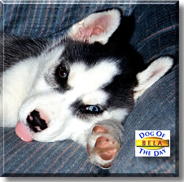Bela, the Dog of the Day