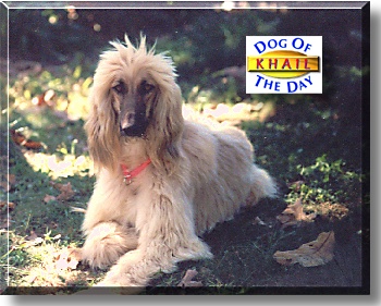 Khail, the Dog of the Day