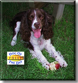 Folly, the Dog of the Day