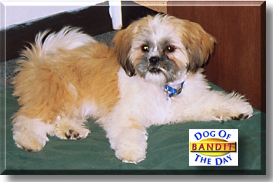 Bandit, the Dog of the Day