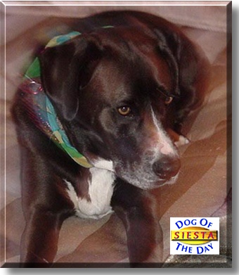 Siesta, the Dog of the Day