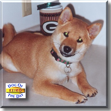 Keiko, the Dog of the Day
