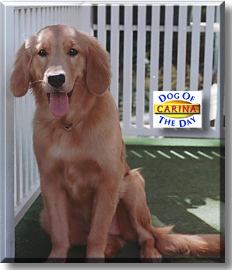 Carina, the Dog of the Day