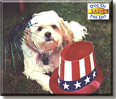 Sadie H Artiste, the Dog of the Day