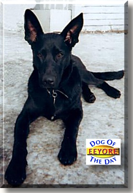 Eeyore, the Dog of the Day