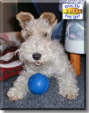 Suki, the Dog of the Day