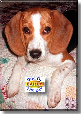 Bailey, the Dog of the Day