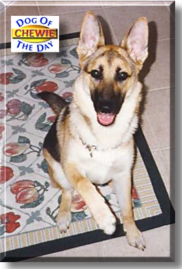 Chewie, the Dog of the Day