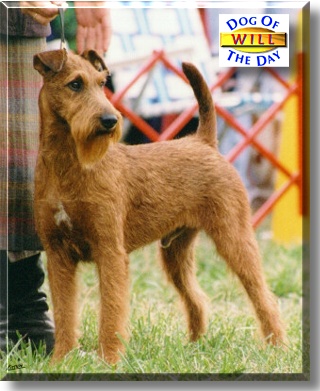 Will, the Dog of the Day