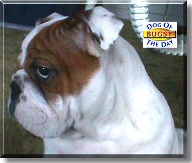Bugsy, the Dog of the Day