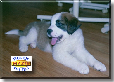 Mazie, the Dog of the Day