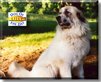 Lilly, the Dog of the Day
