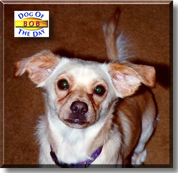 Bob, the Dog of the Day