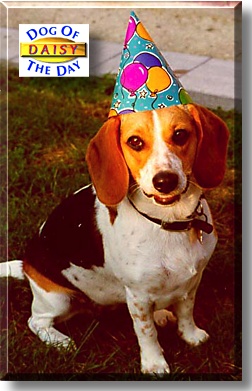 Daisy, the Dog of the Day