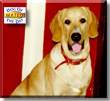 Mateo, the Dog of the Day