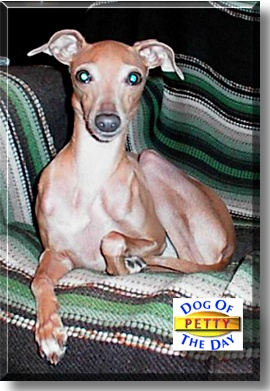 Petty, the Dog of the Day