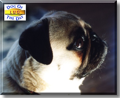 Lug, the Dog of the Day