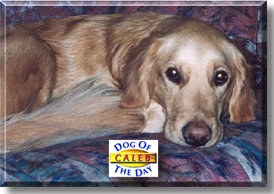 Caleb, the Dog of the Day