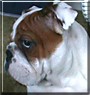 Bugsy
