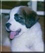 Mazie