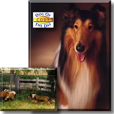 Cody, the Dog of the Day