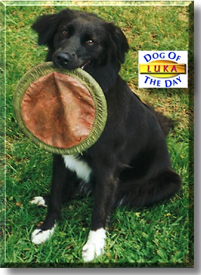 Luka, the Dog of the Day