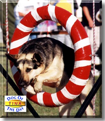 Tina, the Dog of the Day